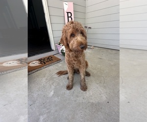 Father of the Goldendoodle puppies born on 06/18/2025