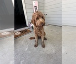 Small Photo #1 Goldendoodle Puppy For Sale in ANDALUSIA, AL, USA