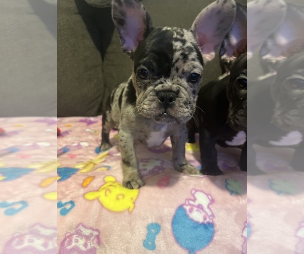 Medium Photo #28 French Bulldog Puppy For Sale in OCALA, FL, USA