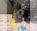 Small #27 French Bulldog
