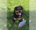 Small #6 Rottweiler Mix