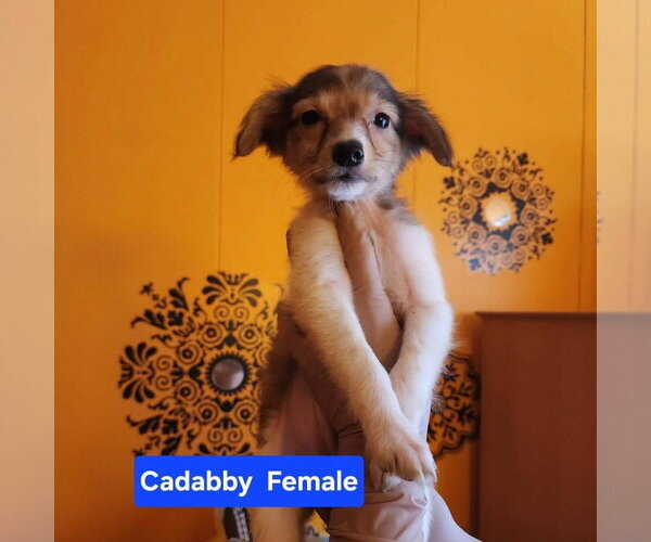 Medium Photo #1 Chihuahua-German Shepherd Dog Mix Puppy For Sale in Evansville, IN, USA