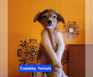 Chihuahua-German Shepherd Dog Mix Dogs for adoption in Evansville, IN, USA