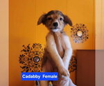 Small Chihuahua-German Shepherd Dog Mix