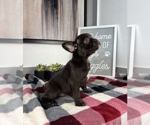 French Bulldog Puppy for sale in FRANKLIN, IN, USA
