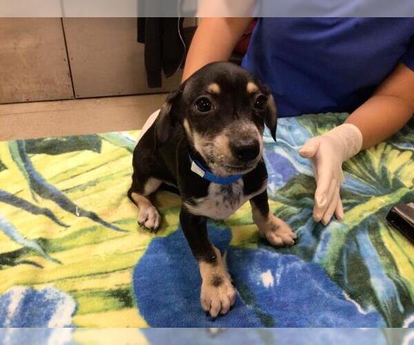 Medium Photo #1 Chihuahua-Unknown Mix Puppy For Sale in Riverside, CA, USA