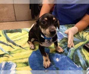 Chihuahua Mix Dog for Adoption in Riverside, California USA