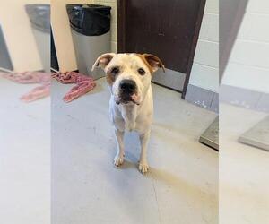 American Pit Bull Terrier-Unknown Mix Dogs for adoption in Corpus Christi, TX, USA
