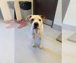 Small American Pit Bull Terrier Mix