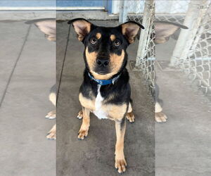 Australian Kelpie-Unknown Mix Dogs for adoption in Pryor, OK, USA