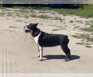 Boston Terrier Puppy for sale in LAKELAND, FL, USA