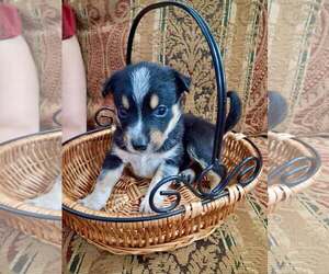 Mutt Dogs for adoption in Holly Springs, NC, USA