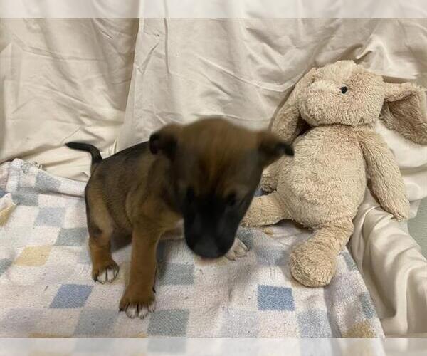 Medium Photo #1 Texas Heeler-Unknown Mix Puppy For Sale in Modesto, CA, USA