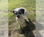 Small Photo #5 Schweenie Puppy For Sale in Brooklyn Center, MN, USA