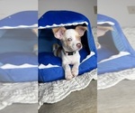Small #3 Chihuahua