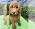 Small Photo #5 Goldendoodle-Poodle (Standard) Mix Puppy For Sale in RICHMOND, IL, USA