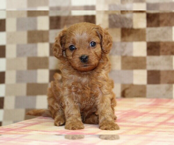 Medium Photo #4 Cavapoo (Miniature) Puppy For Sale in DENVER, PA, USA