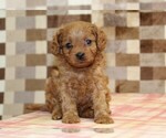 Small #3 Cavapoo (Miniature)