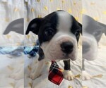 Small Photo #12 Boston Terrier Puppy For Sale in MONTVILLE, OH, USA