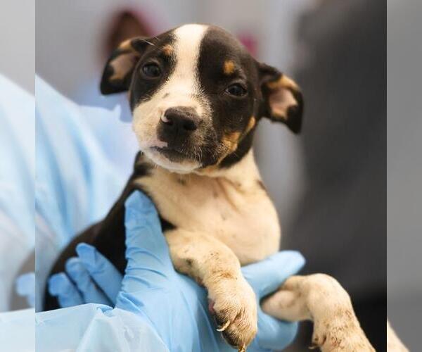 Medium Photo #1 American Staffordshire Terrier Puppy For Sale in San Antonio, TX, USA