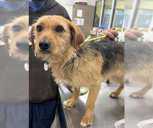 Beagle-Unknown Mix Dogs for adoption in Forestville, MD, USA