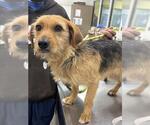 Small Beagle Mix
