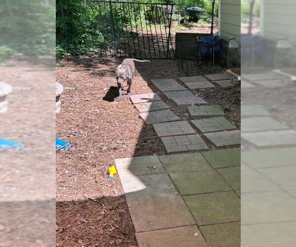 Medium Photo #10 American Pit Bull Terrier-Staffordshire Bull Terrier Mix Puppy For Sale in Atlanta, GA, USA