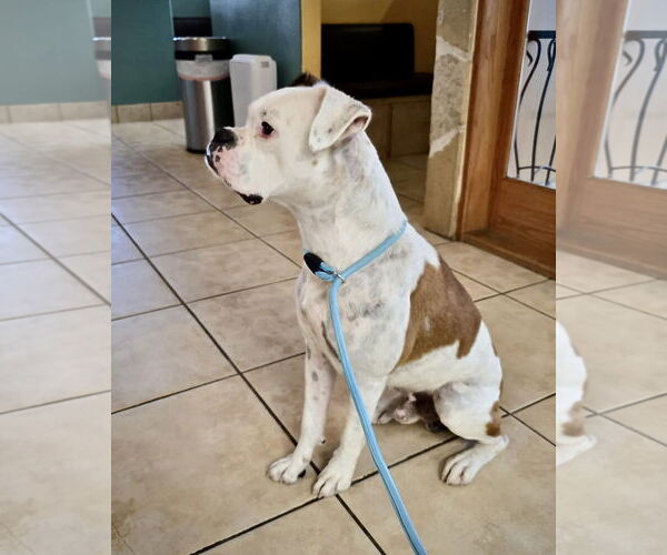 Medium Photo #3 Boxer Puppy For Sale in Dumont, NJ, USA