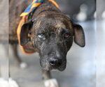 WINIFRED - Female Boxer-Unknown Mix Dog for Adoption - Small photo