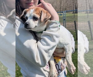 Jack Tzu Dogs for adoption in Westminster, MD, USA