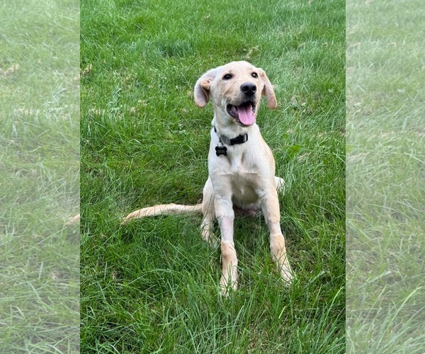 Medium Photo #1 Labrador Retriever-Unknown Mix Puppy For Sale in Germantown, OH, USA