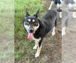 Small #1 German Shepherd Dog Mix