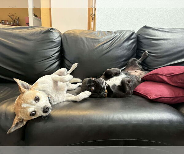 Medium Photo #6 Pug-Unknown Mix Puppy For Sale in La Verne, CA, USA