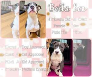 Mutt Dogs for adoption in Jacksonville, NC, USA
