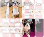 Bella (Belladonna) - Female Mutt Dog for Adoption - Small photo