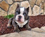 Puppy 1 American Bully