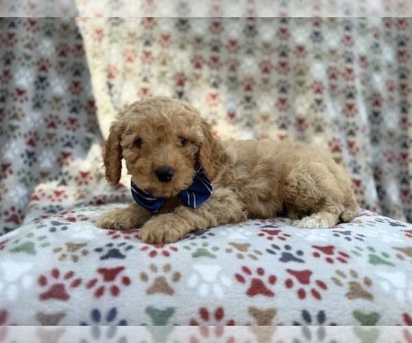 Medium Photo #6 Cavapoo (Miniature) Puppy For Sale in LAKELAND, FL, USA