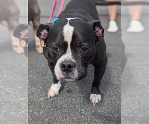 Free-Lance Bulldog Dogs for adoption in garner, NC, USA