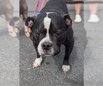 Topanga - Female Free-Lance Bulldog Dog for Adoption - Small photo