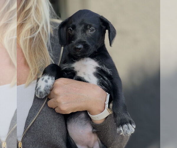 Medium Photo #2 Labrador Retriever-Unknown Mix Puppy For Sale in Dana Point, CA, USA