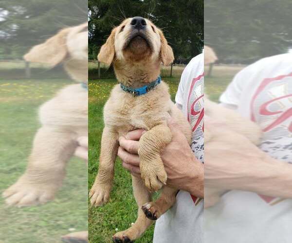 Medium Photo #3 Labrador Retriever Puppy For Sale in OLYMPIA, WA, USA