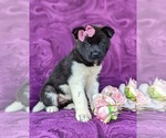 Small Photo #2 Akita Puppy For Sale in AIRVILLE, PA, USA