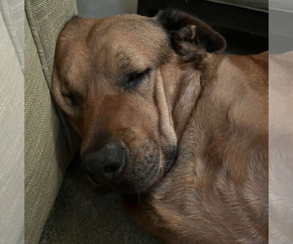Medium Photo #2 Redbone Coonhound Puppy For Sale in Fort Pierce, FL, USA
