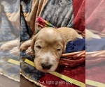 Small Photo #15 Bordoodle Puppy For Sale in COPPERAS COVE, TX, USA