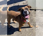 Small Boxer Mix