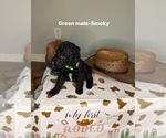 Small #5 Goldendoodle mix (+ Poodle Standard)
