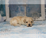 Small Photo #9 Poodle (Toy) Puppy For Sale in CHANUTE, KS, USA