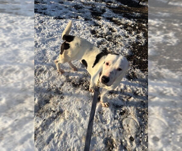 Medium Photo #1 Mutt Puppy For Sale in Elmsford, NY, USA