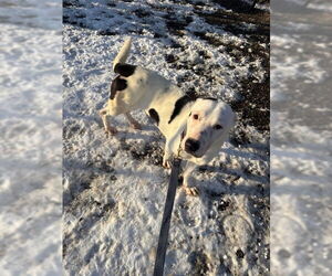 Mutt Dogs for adoption in Elmsford, NY, USA