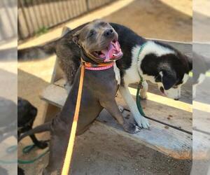 American Pit Bull Terrier Dogs for adoption in Long Beach, CA, USA